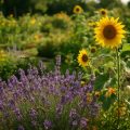 Bienenfreundliche Pflanzen: 15 Arten für Garten und Balkon