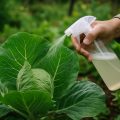 Biologische Schädlingsbekämpfung: Natürliche Mittel für den Garten