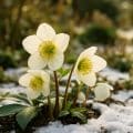 Christrose – Ein Früh- und Winterblüher