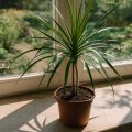 Drachenbaum pflegen: Anleitung für Dracaena marginata