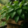 Efeutute pflegen – die anspruchslose Zimmerpflanze optimal halten