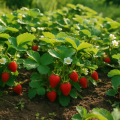 Erdbeeren vermehren mit Ausläufern: Schritt für Schritt