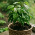Ficus pflegen: Tipps für Ficus benjamina & Co.