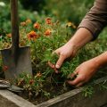 Gartenpflege nach dem Urlaub: Was jetzt sofort zu tun ist