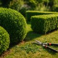 Heckenschnitt im Sommer: Wann & wie richtig schneiden