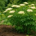 Holunder pflanzen und pflegen: Blüten, Beeren und Standort