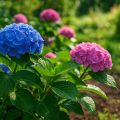 Hortensien pflegen im Sommer 2026 – Tipps für üppige Blütenpracht