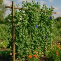 Kletterpflanzen für den Garten 2026 – Die besten Arten und Rankhilfen im Überblick