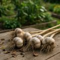 Knoblauch ernten und lagern: So bleibt er monatelang frisch