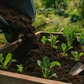 Kompost anlegen: Schritt für Schritt zur eigenen Gartenerde