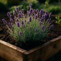 Lavendel pflanzen und pflegen: Tipps für Garten & Balkon