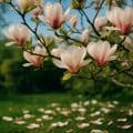 Magnolie