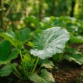 Mehltau an Pflanzen bekämpfen – Echter vs. Falscher Mehltau