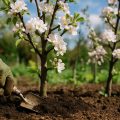 Obstbäume düngen und pflegen im Frühjahr 2026 – So startest du in eine reiche Ernte