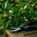 Obstbaum schneiden: Die besten Scheren und Sägen 2026