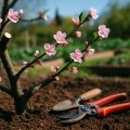 Obstbaumschnitt im Frühjahr 2026 – Anleitung für Anfänger und Fortgeschrittene