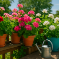 Pelargonien pflegen: Tipps für üppige Balkonblüten