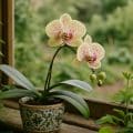 Phalaenopsis