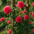 Rankgitter Test 2026: Beste Rankhilfen für Rosen