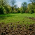 Rasen neu anlegen im Frühjahr 2026 – Schritt-für-Schritt-Anleitung für einen satten Grünrasen