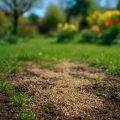 Rasen reparieren im Frühling 2026 – Kahle Stellen richtig nachsäen