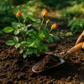 Rosen pflanzen und pflegen: Der komplette Leitfaden für prächtige Rosen