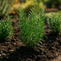 Rosmarin pflanzen und pflegen – mediterrane Würze im Garten