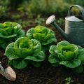 Salat pflanzen und ernten 2026 – Tipps für frischen Salat aus dem Garten