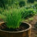 Schnittlauch pflanzen und pflegen: Tipps für Topf und Beet