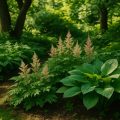 Stauden für den Schattengarten 2026 – schöne Pflanzen für dunkle Gartenecken