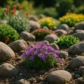 Steingarten anlegen: Pflanzen, Planung und praktische Tipps