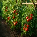 Tomaten anbauen: 7 Tipps für eine reiche Ernte im Garten