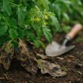 Tomatenkrankheiten erkennen: Braunfäule & Co. bekämpfen