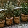 Winterschutz für Kübelpflanzen: So überstehen Oleander, Olive & Co. den Winter