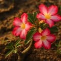 Wüstenrose (adenium obesum)