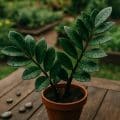 Zamioculcas