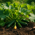 Zucchini anbauen: Pflege, Ernte und häufige Fehler