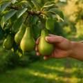 Birnen ernten und lagern: So gelingt's im Hausgarten