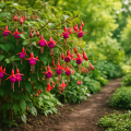Fuchsien pflegen: 7 Tipps für üppige Sommerblüten