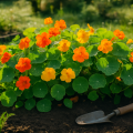 Kapuzinerkresse anbauen: Tipps für Garten & Balkon
