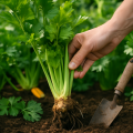 Sellerie anbauen: Knolle und Stange erfolgreich ernten
