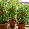Tomaten auf dem Balkon: Die besten Sorten im Topf