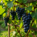 Weintrauben anbauen: So gelingt die Ernte im Garten
